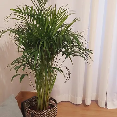 アパート Conte Rosso *