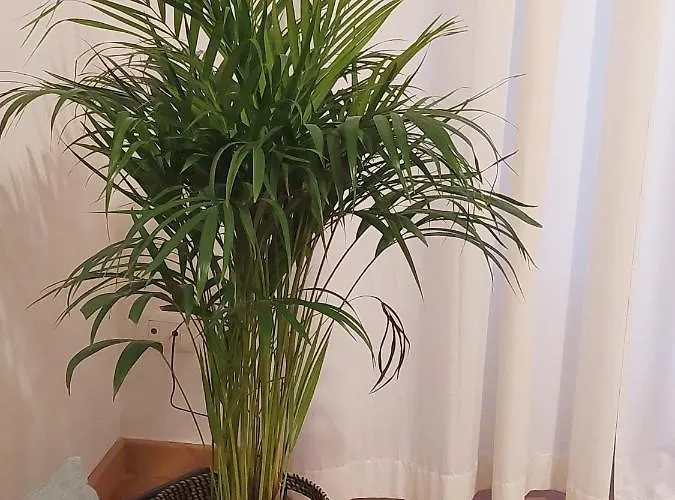 Apartment Conte Rosso *